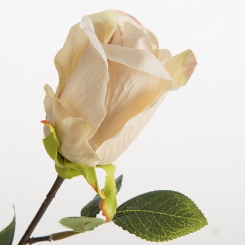 KW0NATU04300NATU NATU