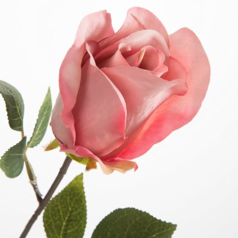 KW0NATU04300RÓŻ RÓŻO