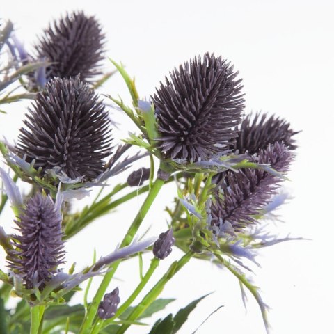 KW0NATU03790FIOL FIOL+ZIEL