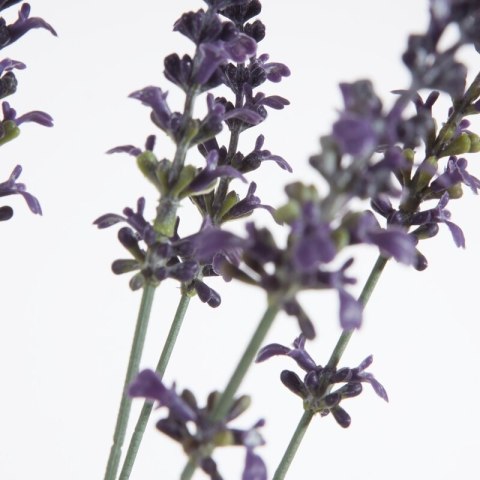 KW0NATU03840FIOL FIOL+ZIEL