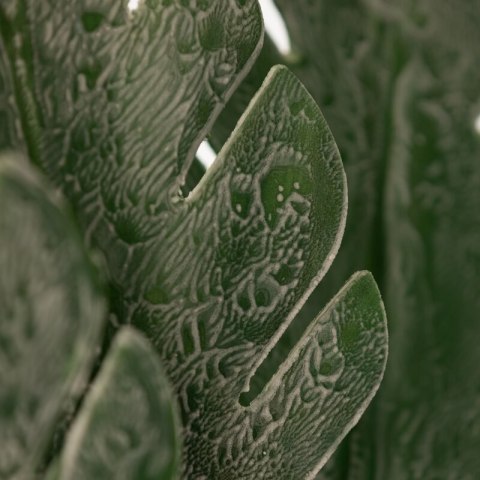 KW0LIŚĆ0410C.ZIE C.ZIEL (X6)