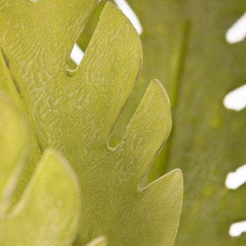 KW0LIŚĆ0410J.ZIE J.ZIEL (X6)